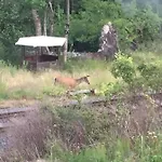 Azyl W Szklarskiej Porebie * Szklarska Poręba