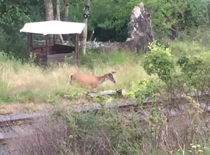 Azyl W Szklarskiej Porebie * شكلارسكا بوريبا